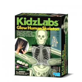 Scheletro Umano Kit Fosforescente