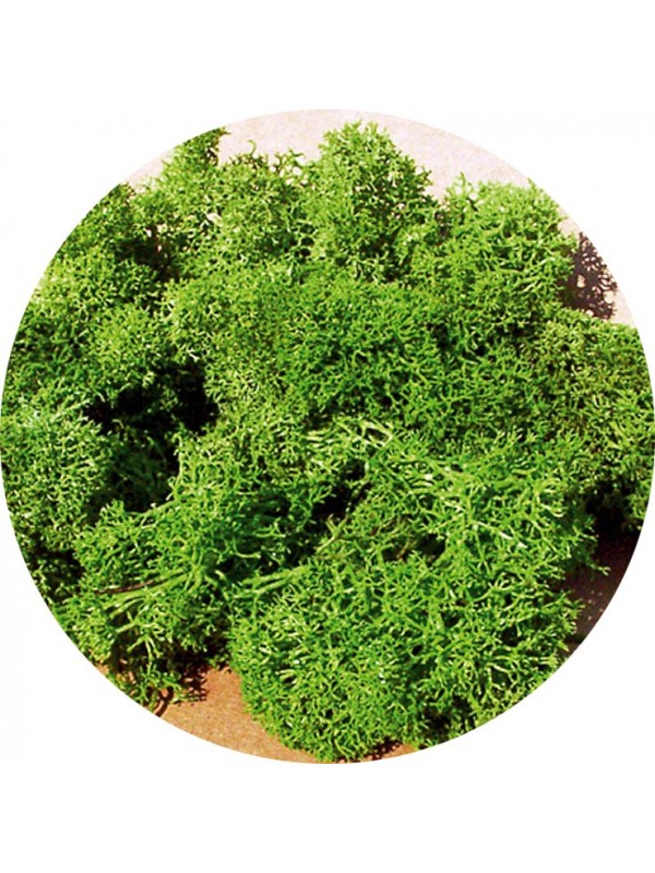 HEKI 3210 Confezione di licheni colore verde chiaro (contenuto gr. 30)