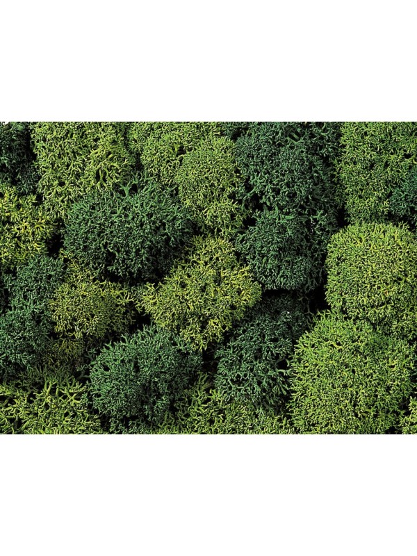 NOCH 08621 Confezione di licheni verde chiaro e scuro gr. 75