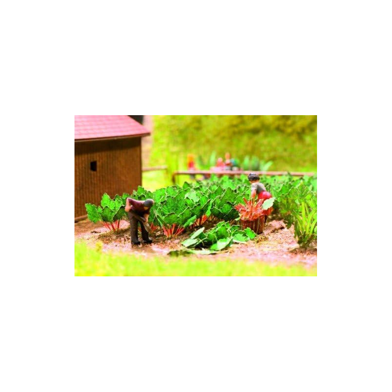 Ruibardo. NOCH 14602