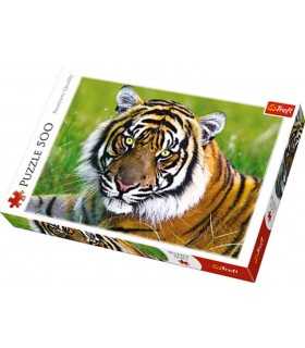Tigre - Puzzle 500 pezzi